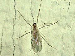 Limoniid Crane Fly